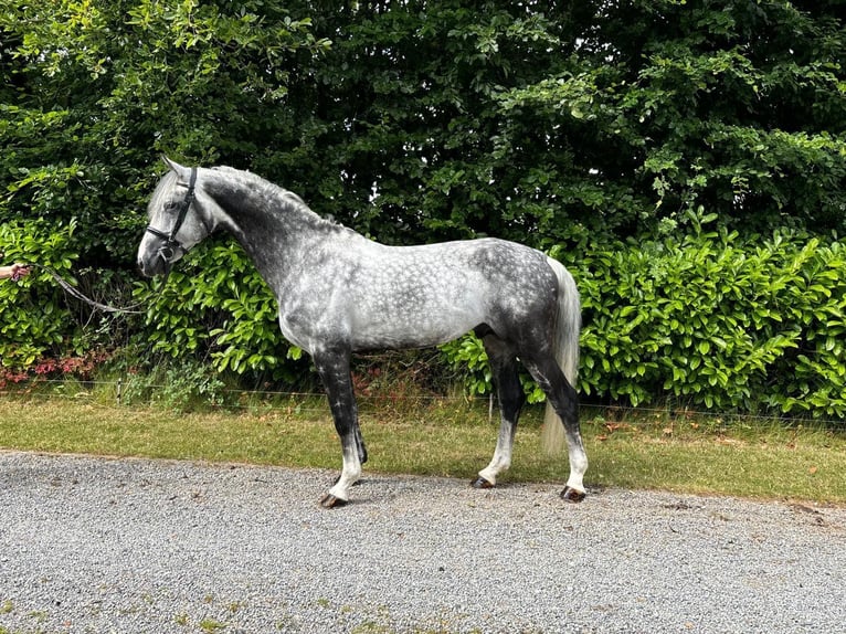 Irish sport horse Hengst 11 Jaar 168 cm Schimmel in Galway