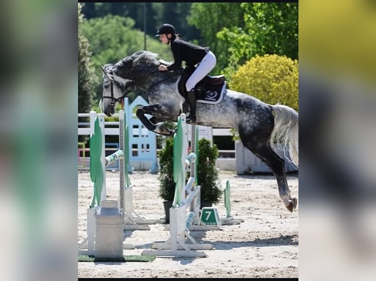 Irish sport horse Hengst 11 Jaar 168 cm Schimmel in Galway