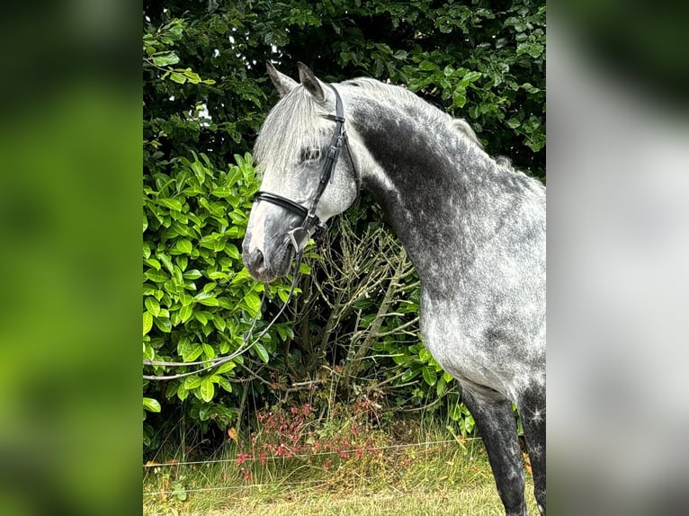 Irish sport horse Hengst 11 Jaar 168 cm Schimmel in Galway