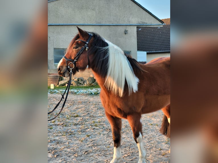 Irish Sport Horse Hengst 13 Jahre 142 cm Schecke in Lemgo