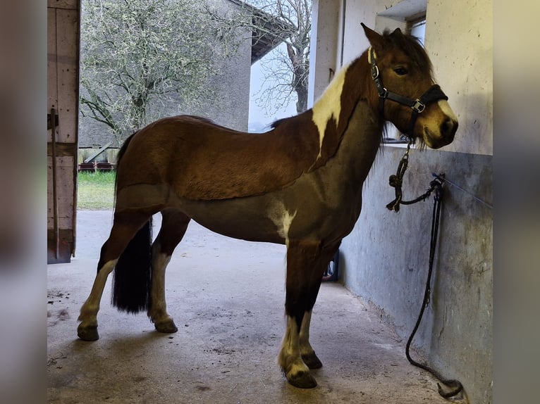 Irish Sport Horse Hengst 13 Jahre 142 cm Schecke in Lemgo