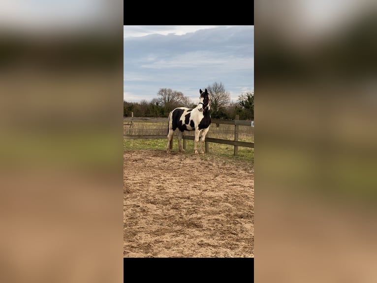 Irish sport horse Hengst 18 Jaar 153 cm Gevlekt-paard in Stutensee
