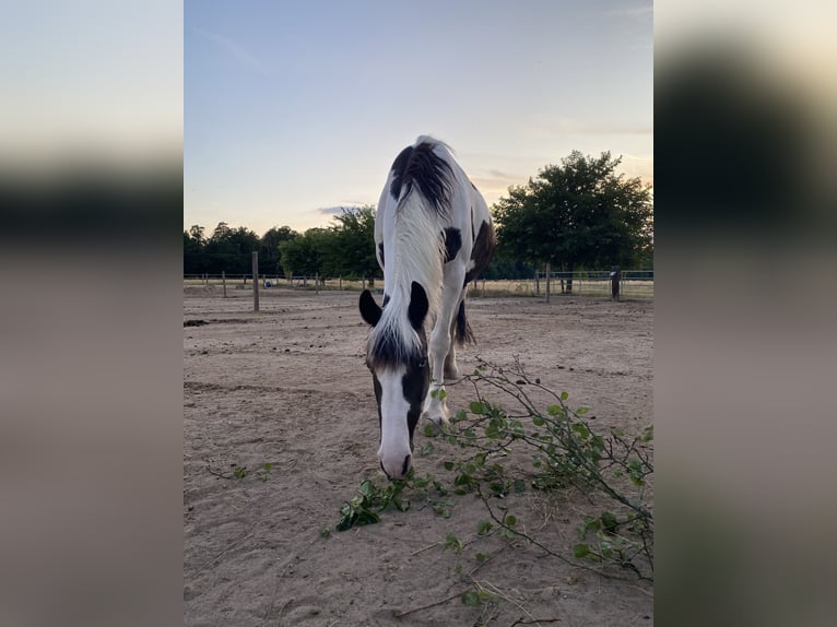 Irish sport horse Hengst 18 Jaar 153 cm Gevlekt-paard in Stutensee