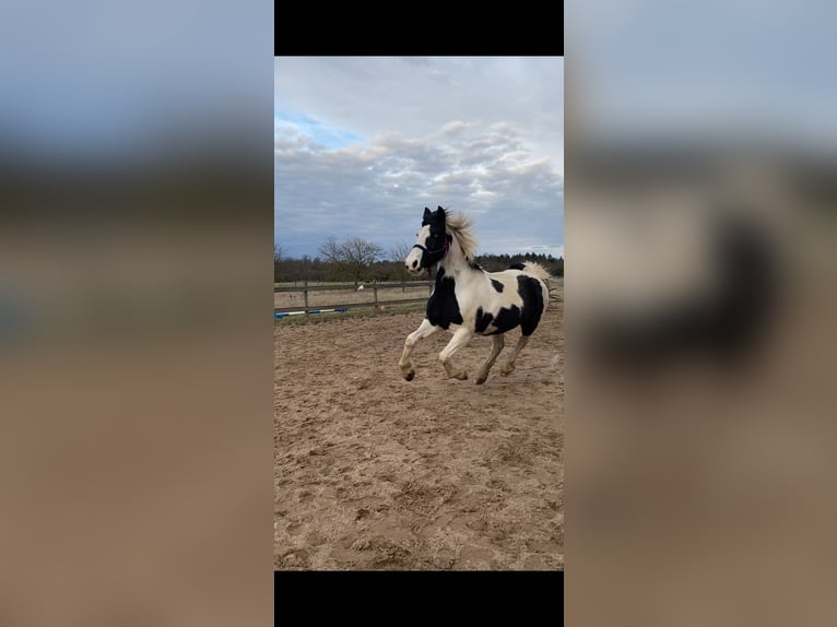 Irish Sport Horse Hengst 18 Jahre 153 cm Schecke in Stutensee