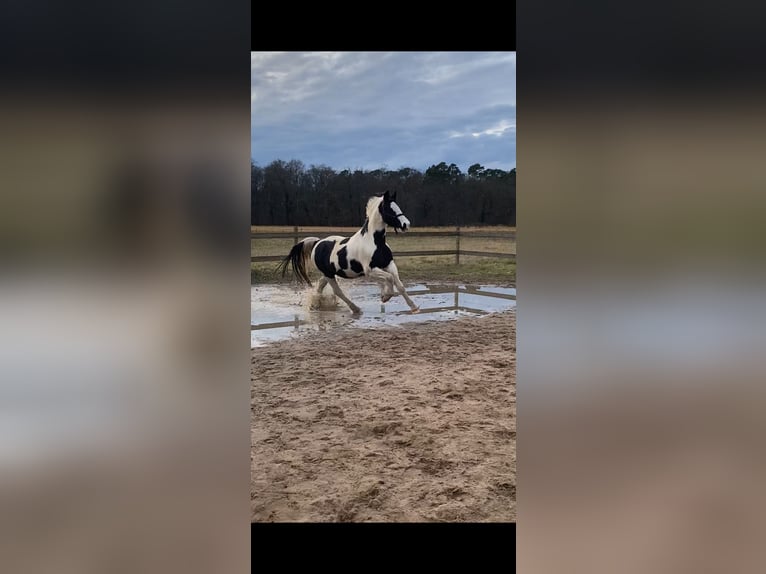 Irish Sport Horse Hengst 18 Jahre 153 cm Schecke in Stutensee