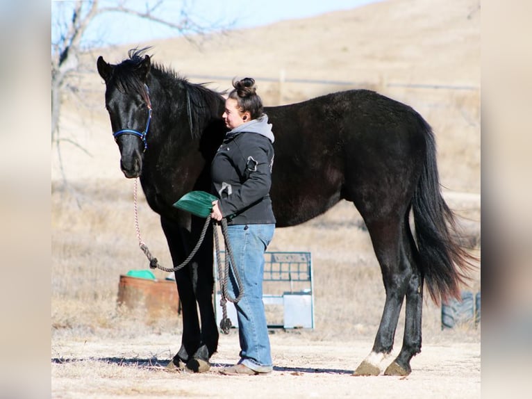 Irish sport horse Hengst 2 Jaar 173 cm Zwart in Union Center, SD