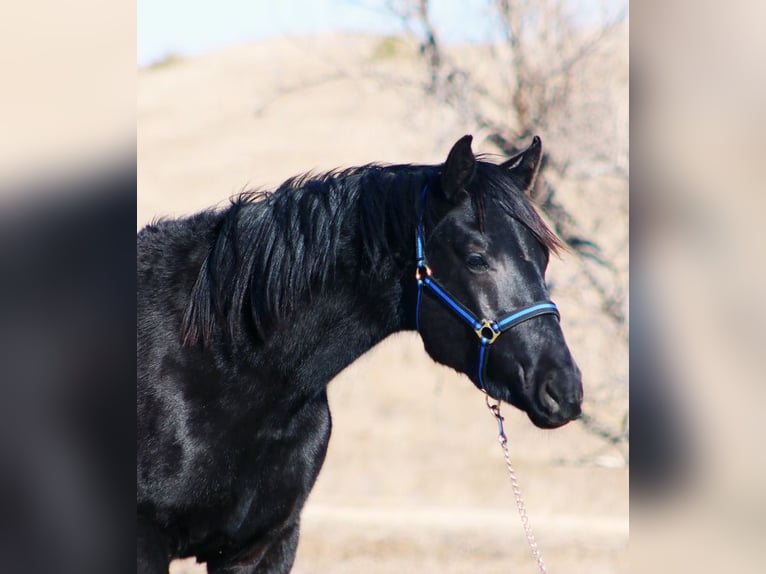 Irish sport horse Hengst 2 Jaar 173 cm Zwart in Union Center, SD