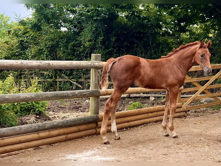 Irish Sport Horse Hengst 2 Jahre 163 cm Dunkelfuchs in Devon, UK