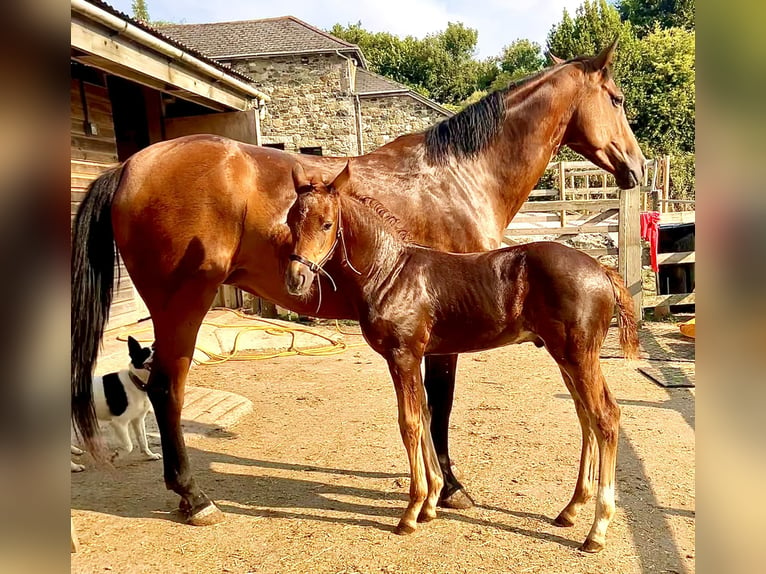 Irish Sport Horse Hengst 2 Jahre 163 cm Dunkelfuchs in Devon, UK