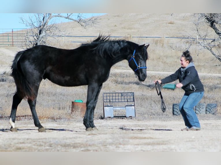 Irish Sport Horse Hengst 2 Jahre 173 cm Rappe in Union Center, SD