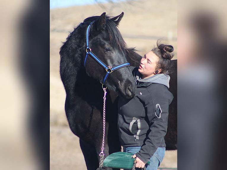 Irish Sport Horse Hengst 2 Jahre 173 cm Rappe in Union Center, SD