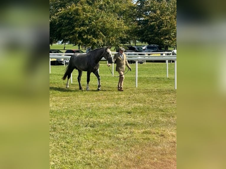 Irish sport horse Hengst 3 Jaar Schimmel in Castleisland