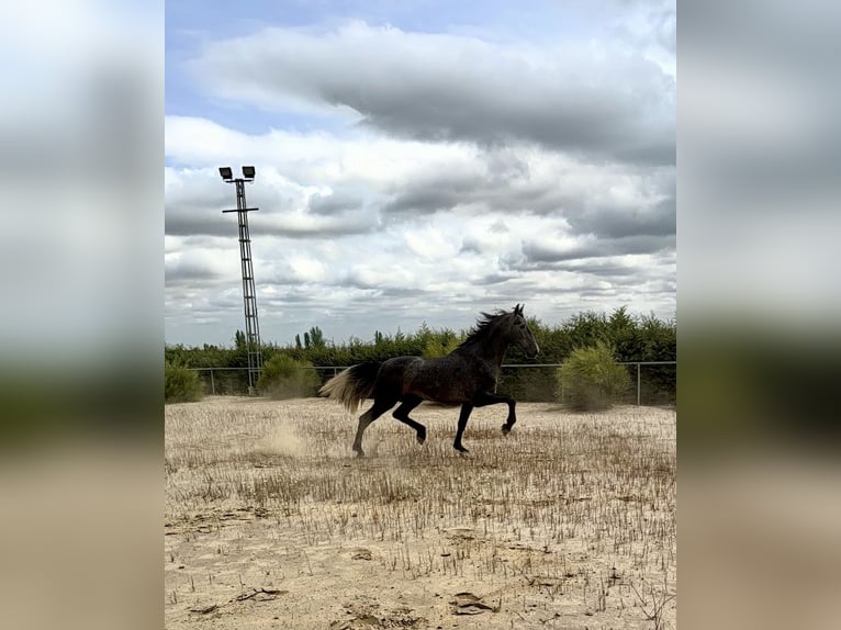 Irish Sport Horse Hengst 3 Jahre 172 cm Schimmel in Llerena