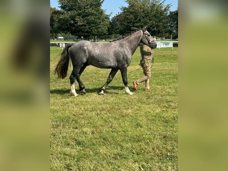 Irish Sport Horse Hengst 3 Jahre Schimmel in Castleisland