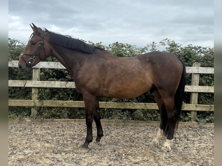Irish sport horse Hengst 5 Jaar 168 cm Bruin in Kaisten
