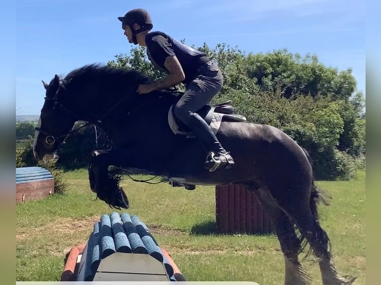 Irish Sport Horse Hengst 5 Jahre 152 cm  in Alcala De Guadaira
