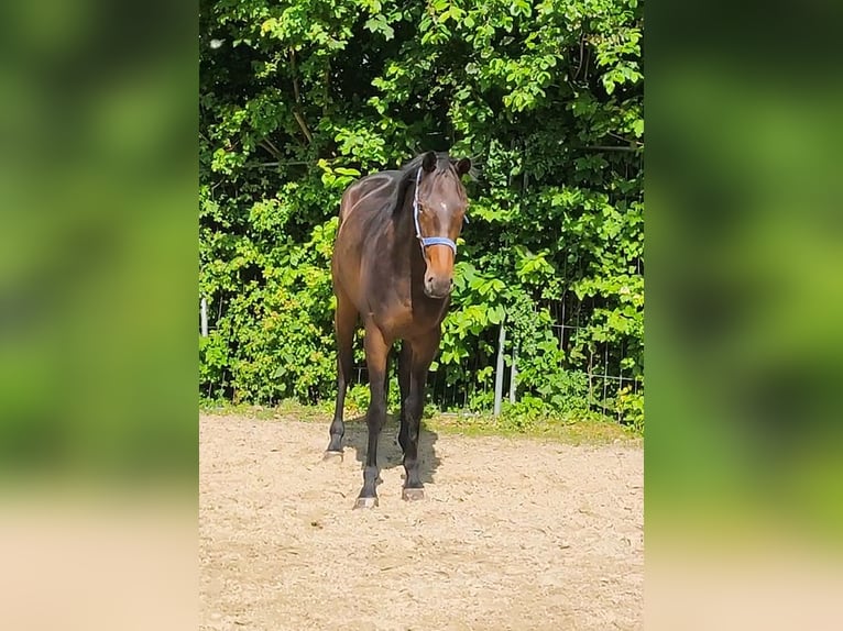 Irish Sport Horse Hengst 5 Jahre 170 cm Brauner in Lage