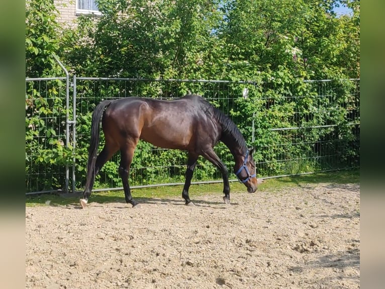 Irish Sport Horse Hengst 5 Jahre 170 cm Brauner in Lage