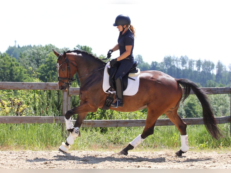 Irish Sport Horse Hengst 7 Jahre 168 cm Rotbrauner in Czech Republic