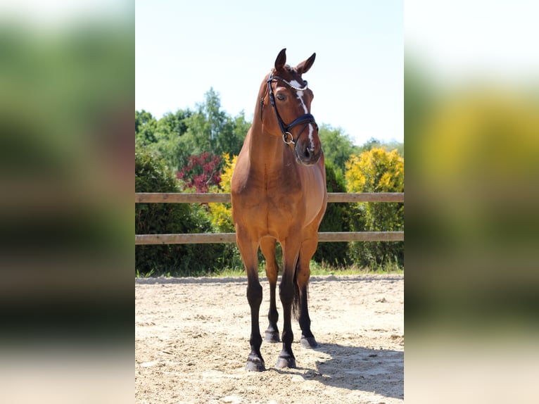 Irish Sport Horse Hengst 7 Jahre 168 cm Rotbrauner in Czech Republic