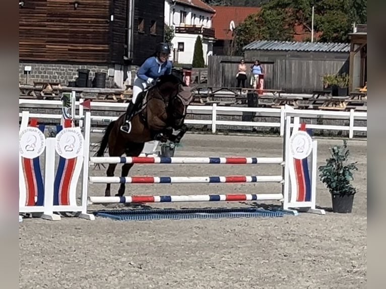 Irish Sport Horse Hengst 7 Jahre 168 cm Rotbrauner in Czech Republic