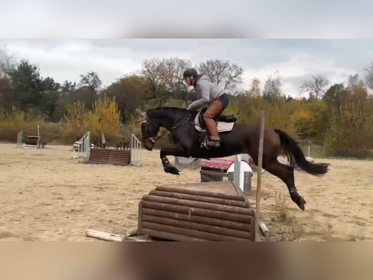 Irish Sport Horse Hengst 7 Jahre 168 cm Rotbrauner in Czech Republic