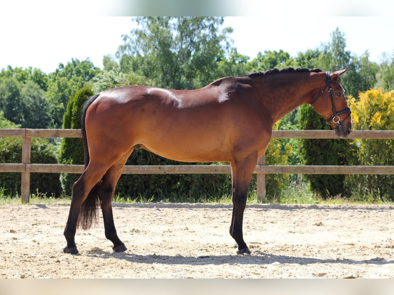 Irish Sport Horse Hengst 7 Jahre 168 cm Rotbrauner in Czech Republic