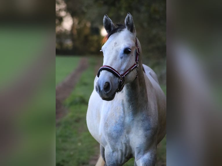 Irish sport horse Hengst 8 Jaar 153 cm Appelschimmel in Straelen