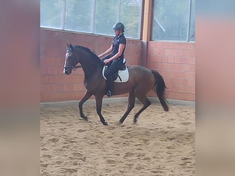 Irish Sport Horse Hengst 8 Jahre 167 cm Brauner in Lage Irish Sport Horse Hengst 8 Jahre 167 cm Brauner in Lage