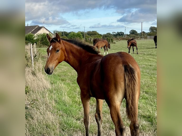Irish Sport Horse Hengst Fohlen (05/2026) 100 cm Brauner in Carneville