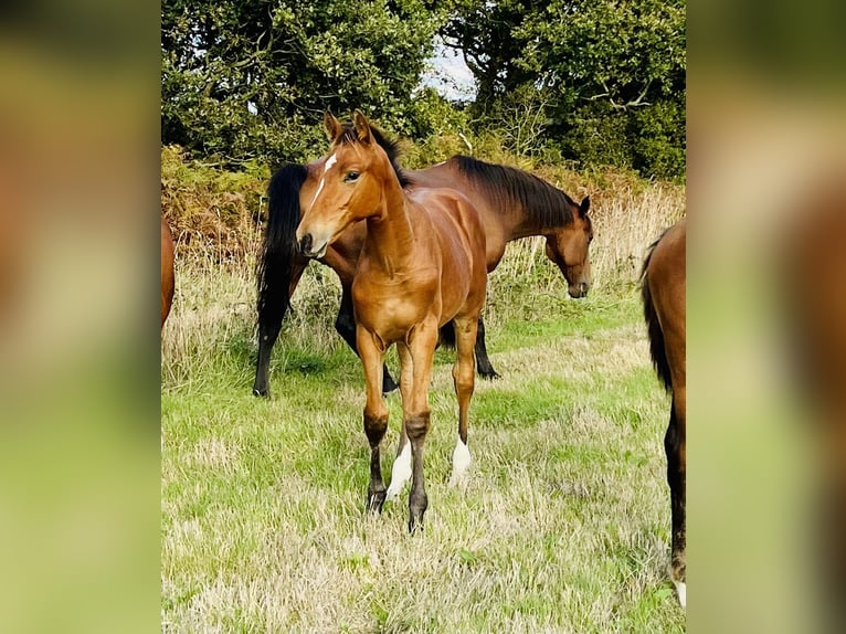 Irish Sport Horse Hengst Fohlen (05/2026) 100 cm Brauner in Carneville
