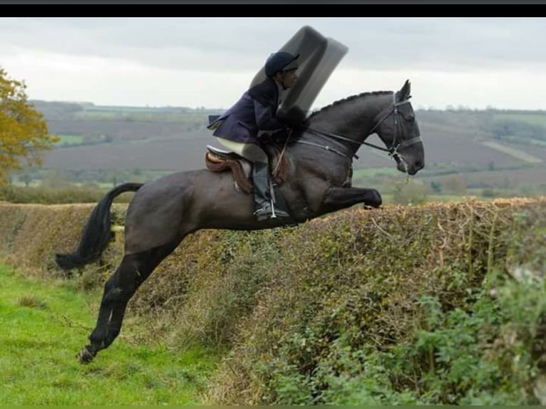 Irish Sport Horse Hengst Fohlen (06/2025) 163 cm Rappe in Cambs