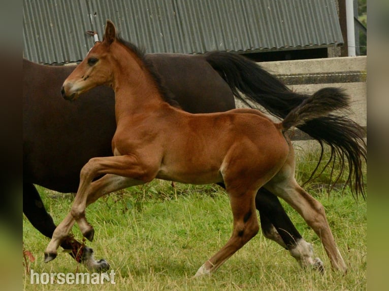 Irish Sport Horse Hengst Fohlen (06/2025) 165 cm Rotbrauner in Clonakilty
