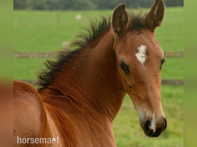 Irish Sport Horse Hengst Fohlen (06/2025) 165 cm Rotbrauner in Clonakilty