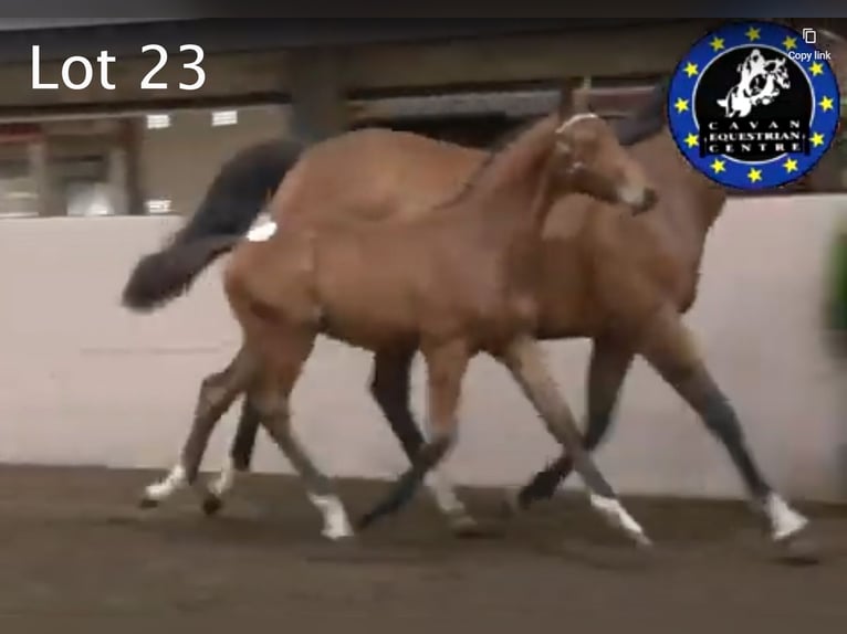 Irish Sport Horse Hengst Fohlen (04/2025) 167 cm Rotbrauner in Clonmellon,County Westmeath