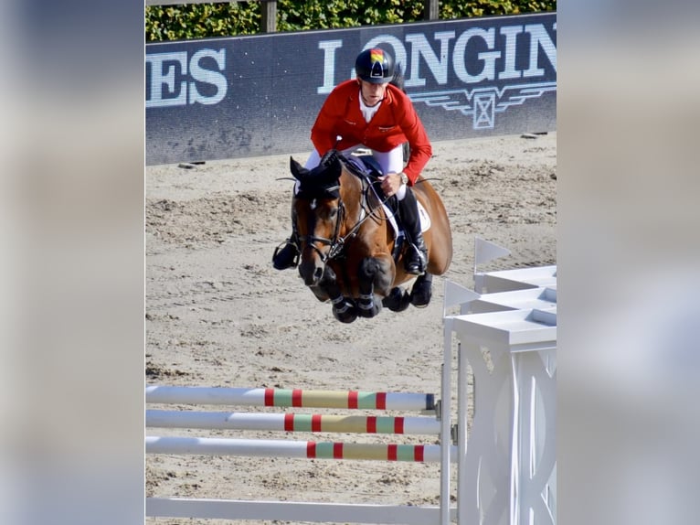 Irish Sport Horse Hengst Fohlen (05/2025) 168 cm Dunkelfuchs in Clonmellon