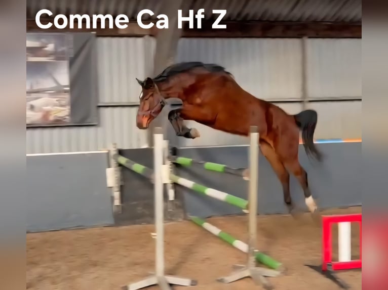 Irish Sport Horse Hengst Fohlen (05/2025) 168 cm Dunkelfuchs in Clonmellon