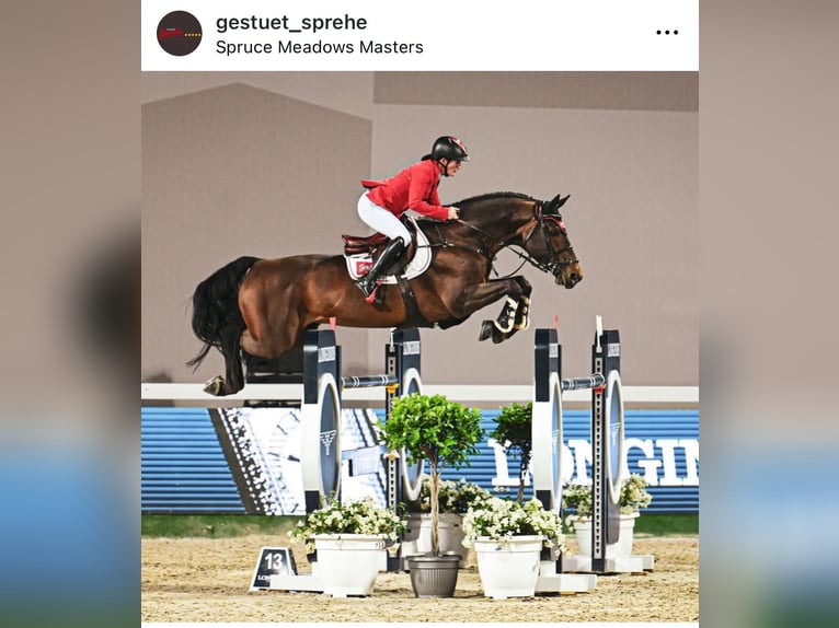 Irish Sport Horse Hengst Fohlen (06/2025) Brauner in Carrickmacross