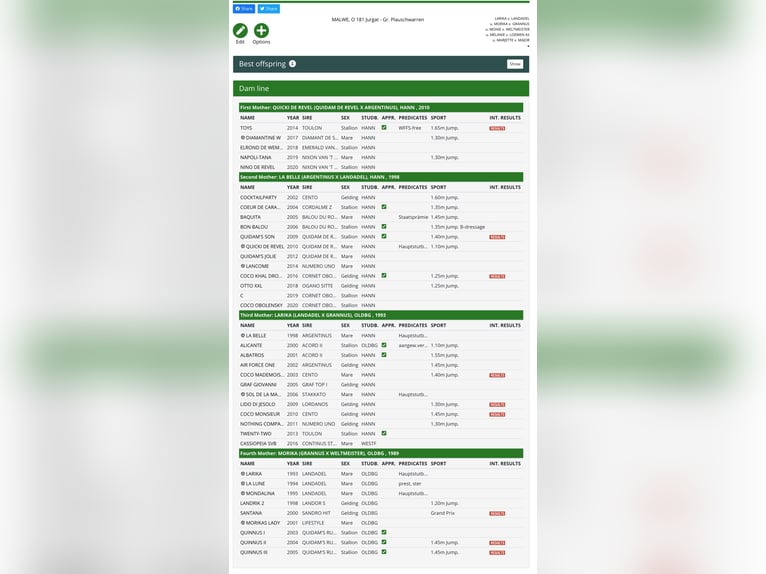 Irish sport horse Hengst Veulen (06/2025) Bruin in Carrickmacross