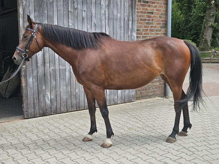 Irish Sport Horse Mare 10 years 15.1 hh Brown in Oldenzaal