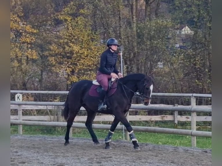Irish Sport Horse Mare 10 years 15,2 hh Bay-Dark in Gummern