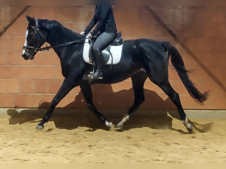Irish Sport Horse Mare 10 years 15.2 hh Black in Blomberg