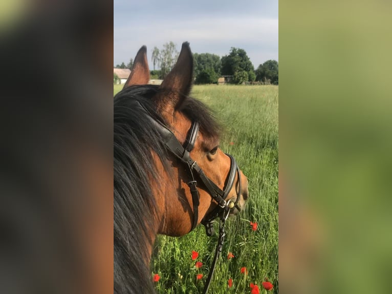 Irish Sport Horse Mare 10 years 15,2 hh Brown in Berlin