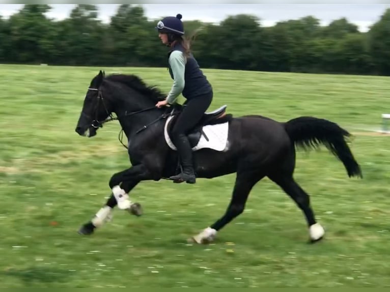 Irish Sport Horse Mare 10 years 15 hh Black in Belfast
