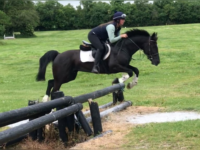 Irish Sport Horse Mare 10 years 15 hh Black in Belfast