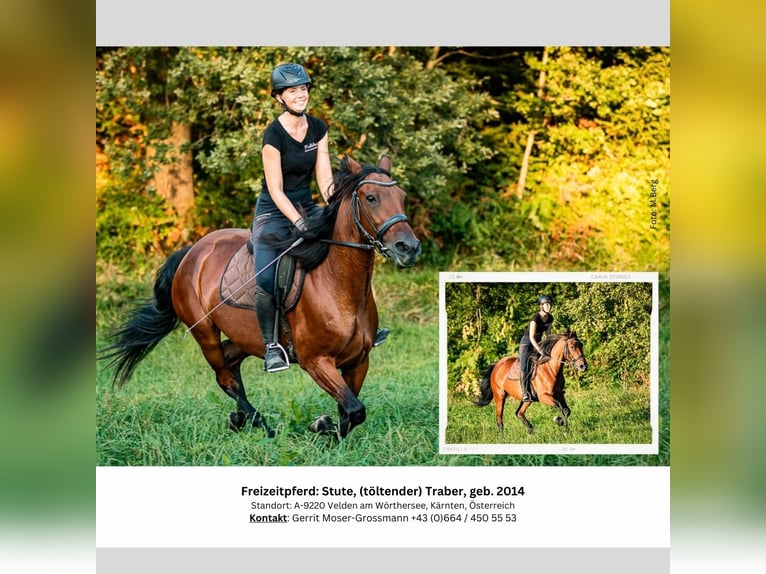 Irish Sport Horse Mare 10 years 15 hh Brown in Velden