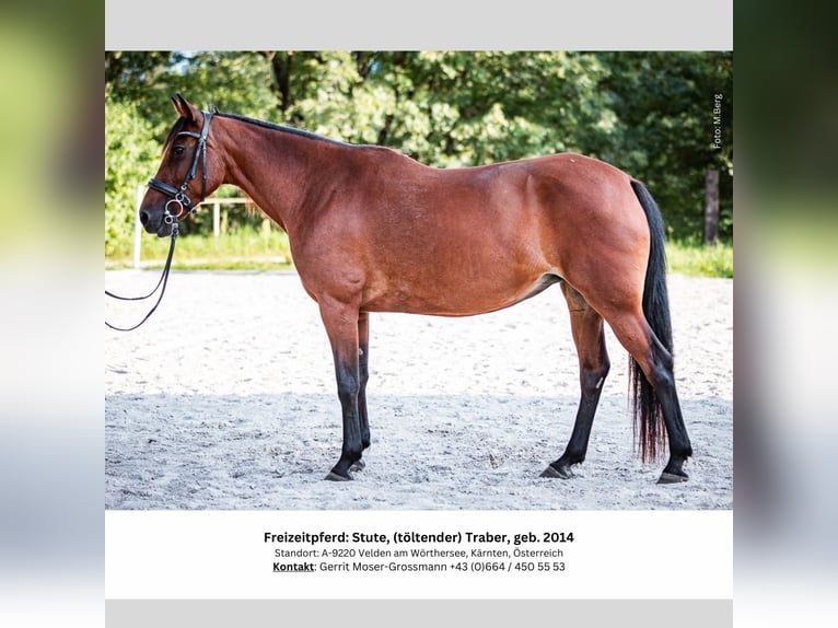 Irish Sport Horse Mare 10 years 15 hh Brown in Velden