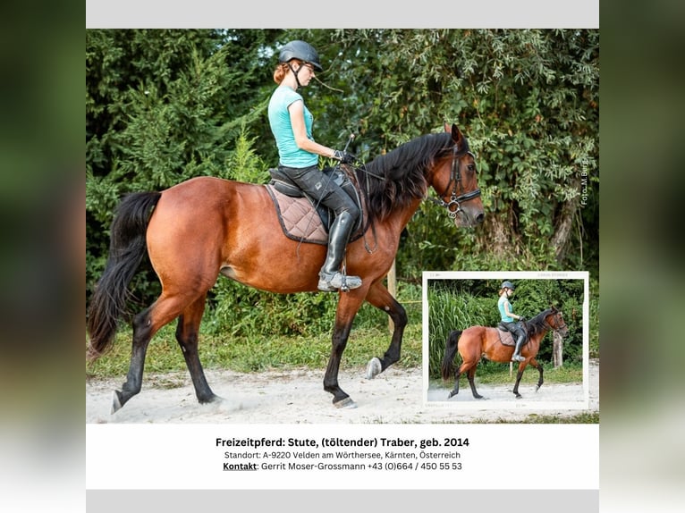 Irish Sport Horse Mare 10 years 15 hh Brown in Velden