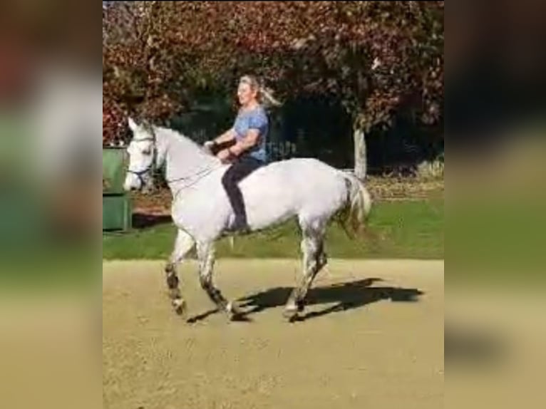 Irish Sport Horse Mare 10 years 15,2 hh Grey in Stolzenau