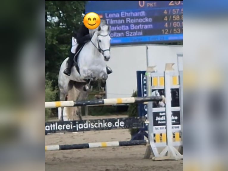 Irish Sport Horse Mare 10 years 15,2 hh Grey in Stolzenau